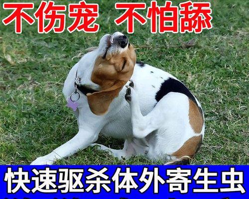 狗狗体外驱虫后过敏怎么办？如何预防和处理？