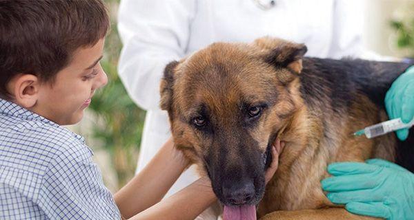 狗怀孕了应该注意什么？如何确保母犬和幼犬健康？