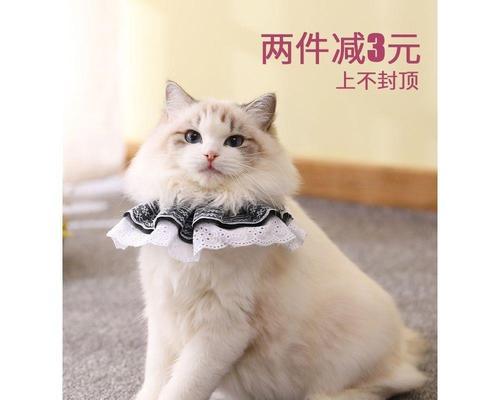 好听的小猫咪名字有哪些？它们都喜欢吃什么食物？