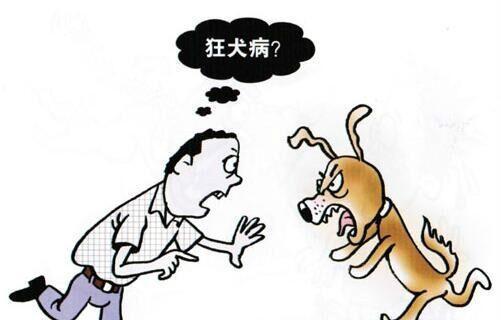 狂犬病伤口清洗方法是什么？如何正确处理被动物咬伤的伤口？