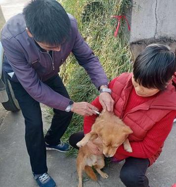 狂犬疫苗给狗什么时候接种最有效？常见问题解答？