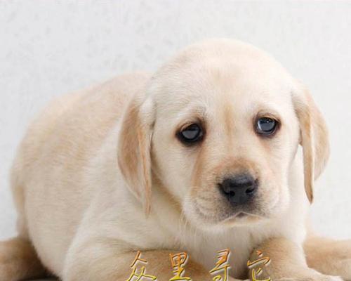 拉布拉多犬感冒了怎么办？如何快速缓解症状？