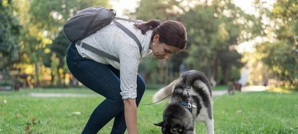 老年狗适合吃什么狗粮？如何选择适合老年犬的狗粮品牌？