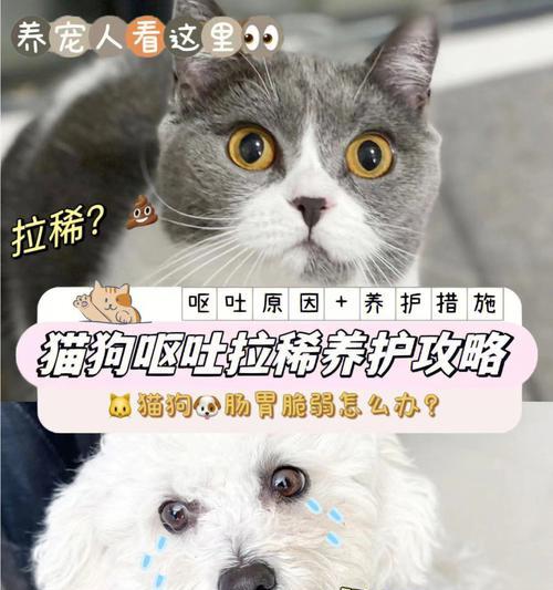 猫怀孕呕吐是什么原因？如何应对怀孕期的呕吐问题？