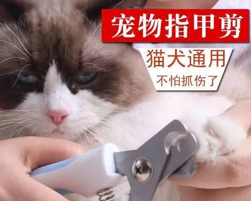 猫剪指甲出血了怎么办？如何正确处理和预防？