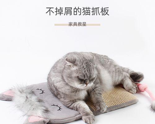 猫猫怀孕期间需要注意什么？常见问题有哪些？