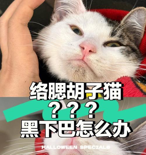 猫咪胡子全断了怎么办？如何处理和预防？