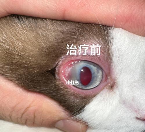 猫咪角膜炎是如何感染的？如何预防和治疗？