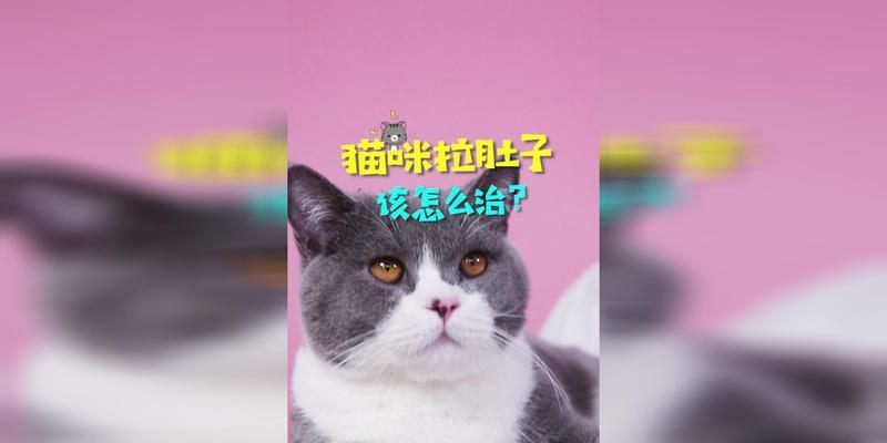 猫咪拉肚子喂庆大霉素？正确使用方法是什么？