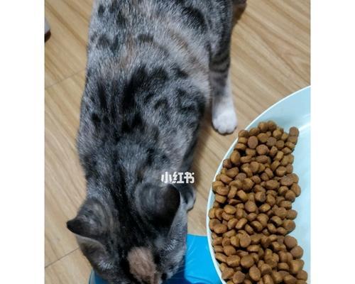 猫咪拉稀时泡猫粮有效吗？正确处理方法是什么？