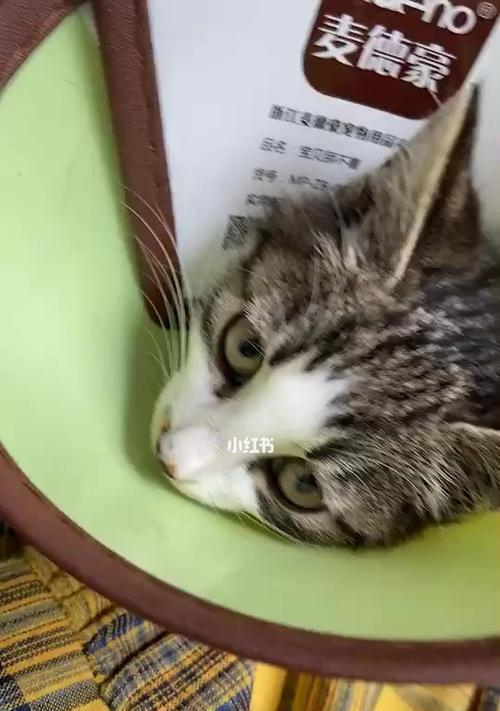 两个月大的猫咪可以吃蛋黄吗？吃蛋黄的好处和注意事项是什么？