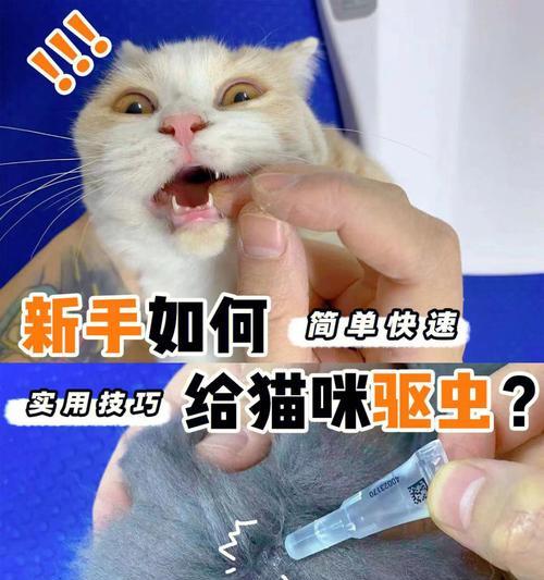 猫咪驱虫后第二天呕吐怎么办？常见原因及应对措施是什么？