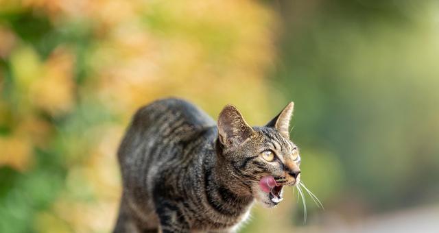 猫咪体内驱虫的最佳时间是什么时候？常见问题解答