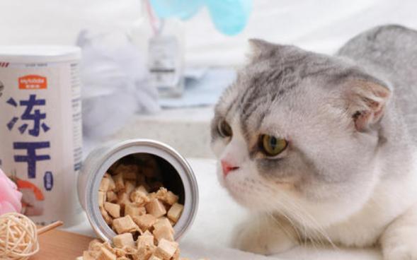 猫咪突然不进食怎么办？可能的原因和解决方法是什么？