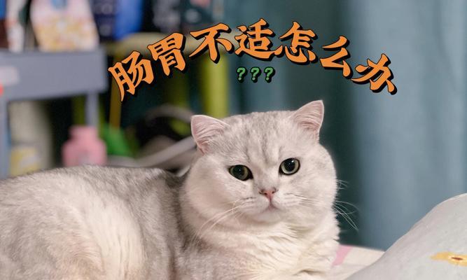 猫咪胃肠道反应怎么办？如何快速识别和处理？