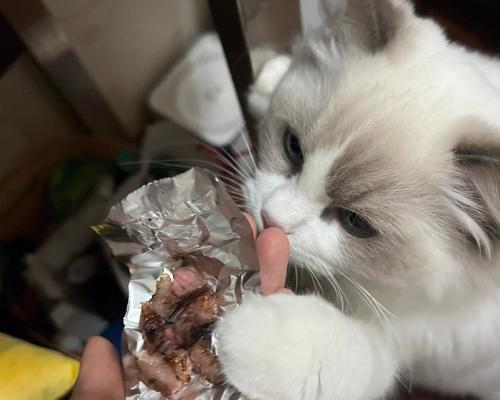 猫咪误食塑料后应如何处理？需要服用什么药物？