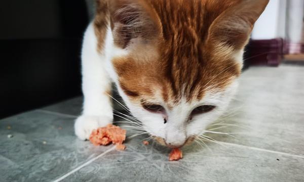 猫咪食欲不振怎么办？如何解决进食困难问题？