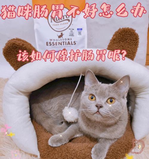 猫咪消化不良不吃东西怎么办？常见原因及解决方法是什么？