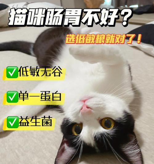 猫咪消化不良会对其肠胃造成什么影响？如何改善？