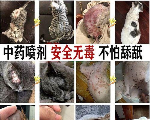 猫咪真菌感染怎么治疗？治疗过程需要多久？