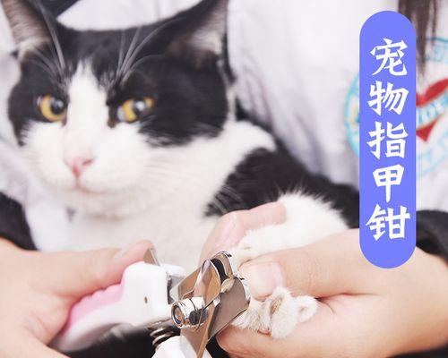 猫咪指甲剪出血了怎么办？如何正确处理和预防？