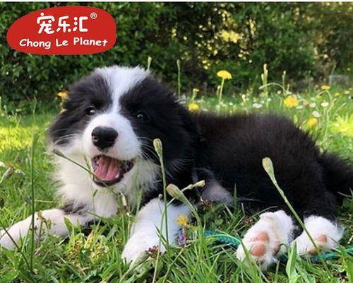 牧羊犬幼犬一次应该吃多少食物？喂食量的正确计算方法是什么？