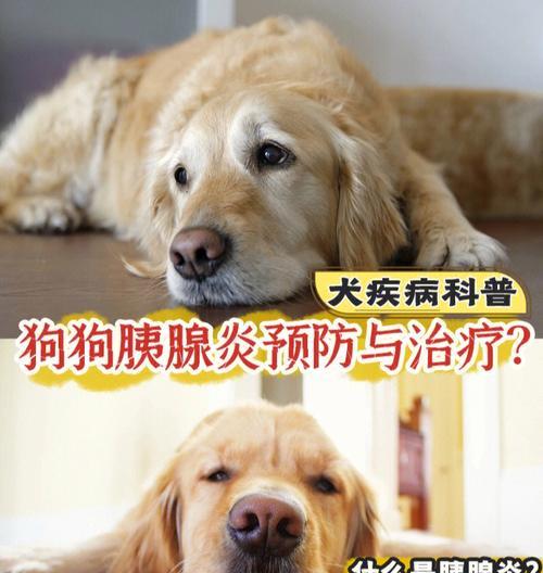 犬急性胰腺炎的症状有哪些？如何及时发现并处理？