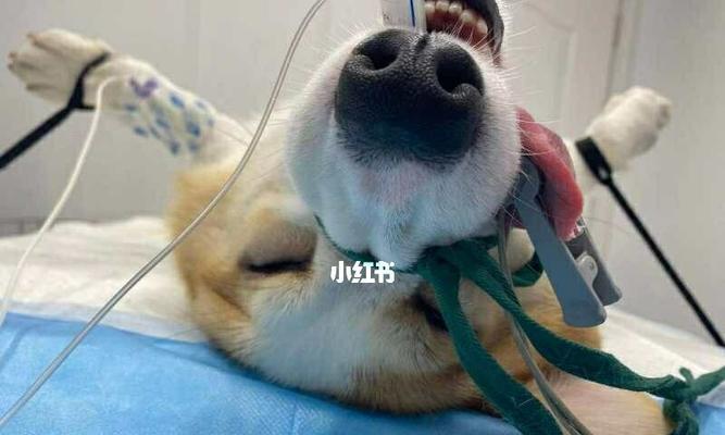 犬结扎后应该注意哪些问题？术后护理与恢复要点是什么？