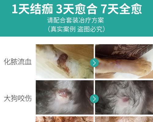 犬身上有伤口应该用什么药？如何正确处理宠物伤口？