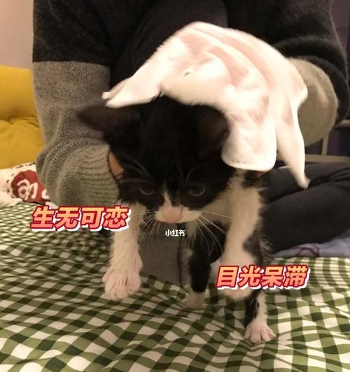 如何训练猫咪使用厕所？需要多长时间猫咪才能学会？