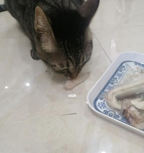 三个月大小猫能吃鱼吗？喂食鱼类的正确方法是什么？