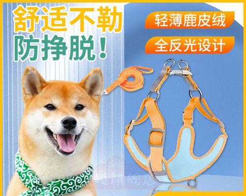 夏天狗狗下小狗怎么办？如何确保母犬和幼犬健康？