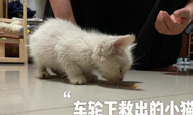 小猫被车压了会怎么样？如何进行紧急救助和后续处理？