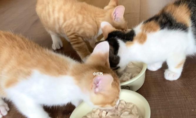 小猫多长时间吃一次东西？喂食频率和食量如何掌握？