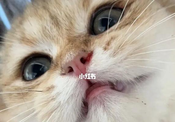 小猫猫鼻支会自己好吗？需要采取哪些措施帮助恢复？