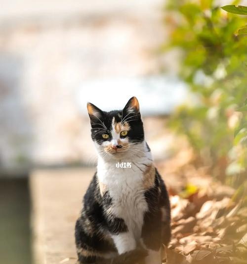 养流浪猫需要注意什么？如何正确照顾流浪猫？