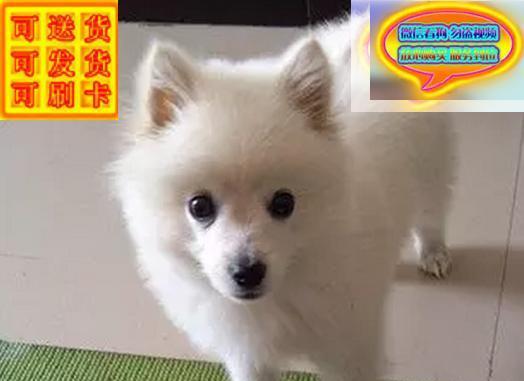 一个月大的银狐狗狗图片有哪些特点？如何照顾幼年银狐犬？