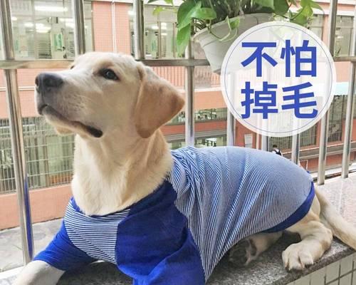 给边境牧羊犬洗澡的正确步骤和注意事项是什么？