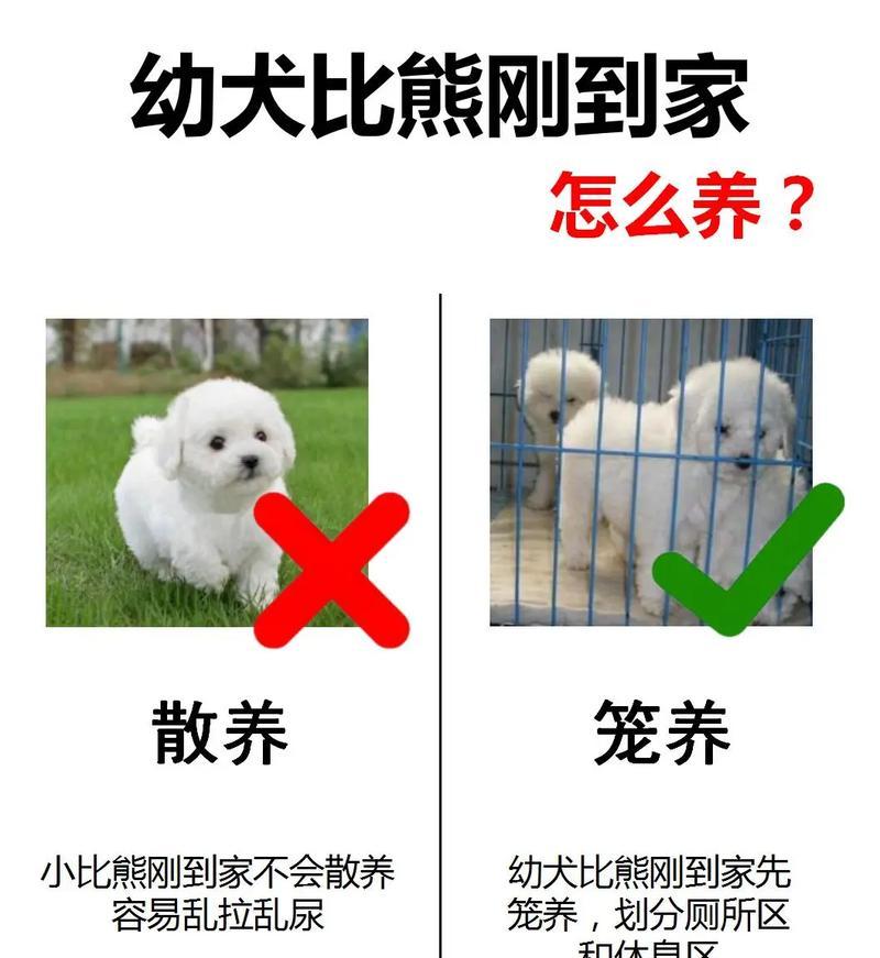 茶杯体比熊幼犬的喂养要点是什么？