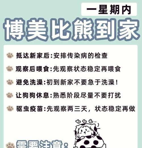 比熊幼犬饲养的详细图解指南？