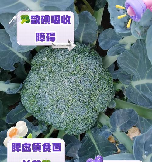 比熊吃西兰花需要煮多久？煮西兰花有什么好处？