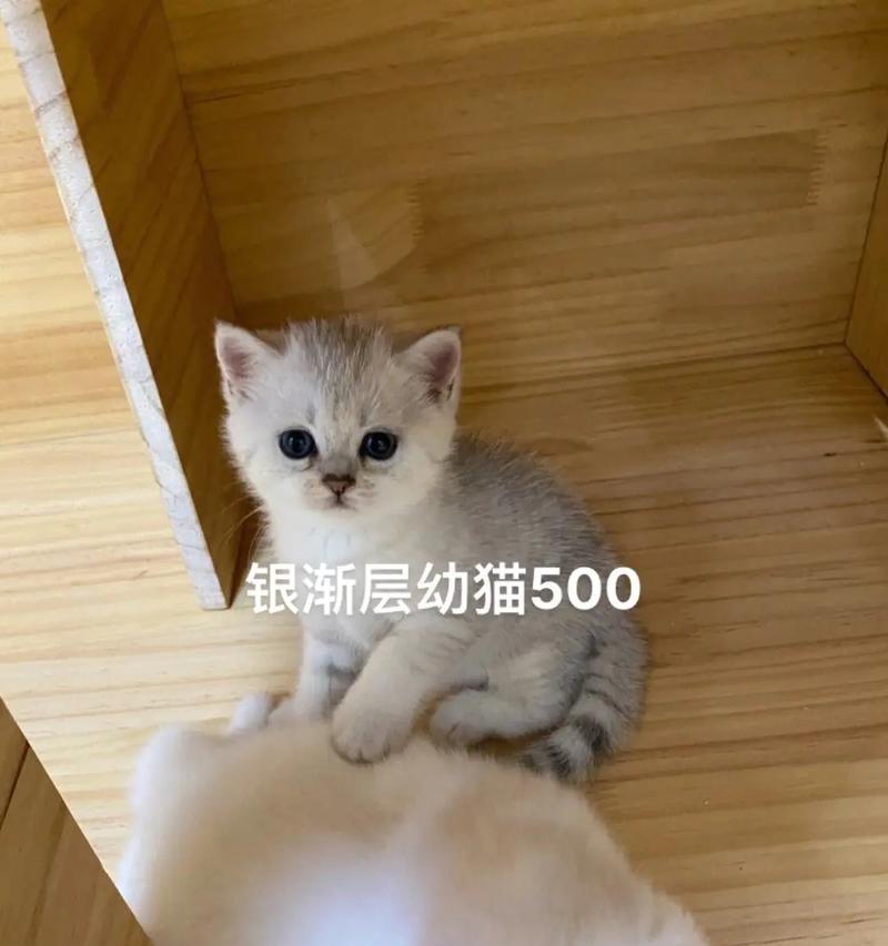 银渐层猫粮一年的费用大概是多少？