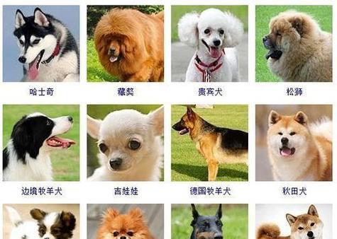 泰迪犬的历史有多久？真的是最古老的品种吗？