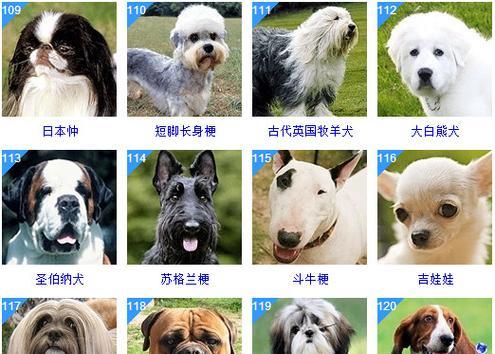 小型犬排名榜中哪些犬种适合打斗？排名榜的依据是什么？