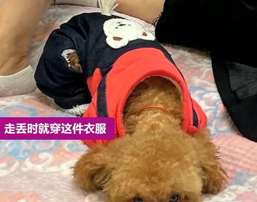 惠山地区寻找泰迪犬的地点和价格是多少？