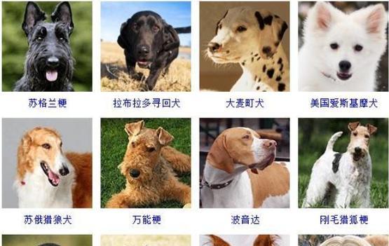 哪些品种属于可养的大型犬？