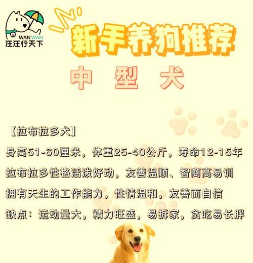 饲养大型犬需要注意哪些问题？大型犬的日常护理有哪些要点？