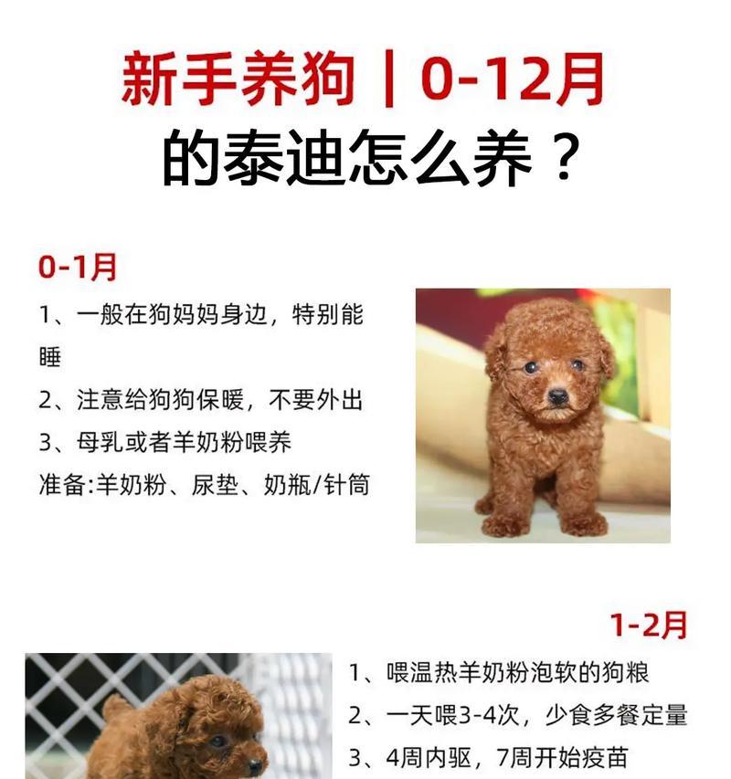 给泰迪狗狗缝补玩具的费用是多少？怎样选择合适的玩具？