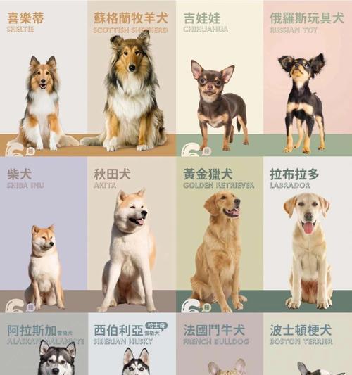 多少钱买只柴犬好一点的狗？如何判断柴犬的品质？