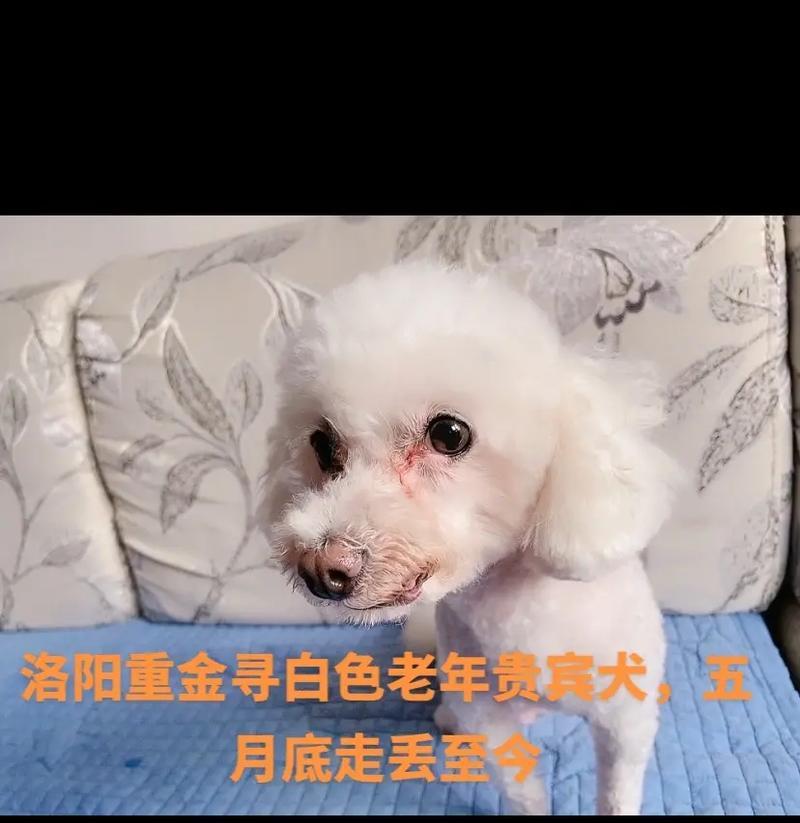 白色泰迪大犬的特征和购买建议？